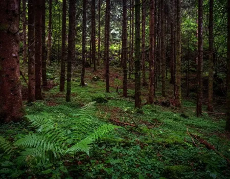 Las Domki Gorąca Bania Kaszuby